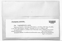 Leptosphaeria aucta image